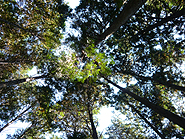 大黒柱伐採ツアー　仲南の森　香川県産檜（ひのき）の森