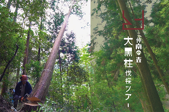 大黒柱伐採ツアー 仲南の森 香川県産檜(ひのき)の森